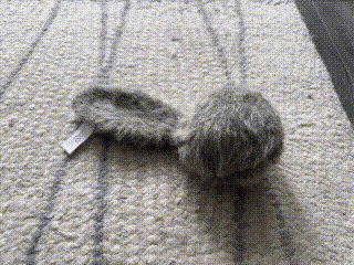 squirrel ball vibrating